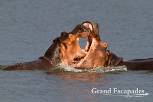 Hippopotamus (Hippopotamus Amphibius), Murchison Falls National Park, North Uganda, Africa