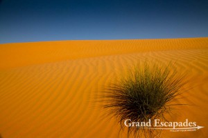 Wahiba Sands, or Ramlat al-Wahiba (also called Sharqiya Sands), Sultanat of Oman, Arabic Peninsula