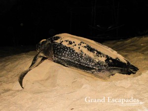 reen Sea Turtle (Chelonia Mydas), Ras Al Jinz, Sultanat of Oman, Arabic Peninsula - This picture was actually taken in Cap Skirring, Casamance, Senegal