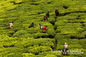 Tea Picking, West Uganda, Africa