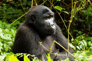 Mountain Gorilla (Gorilla Gorilla Beringei), Family Habinyanja, Bwindi Impenetrable National Park, West Uganda, Africa