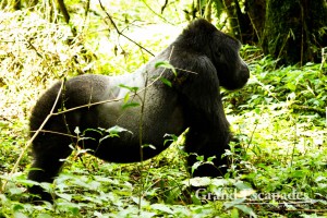 Mountain Gorilla (Gorilla Gorilla Beringei), Family Habinyanja, Makara, the Silver Back, Bwindi Impenetrable National Park, West Uganda, Africa