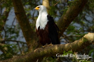 African Fish Eagle (Haliaeetus Vocifer), Queen Elisabeth National Park, West Uganda, Africa