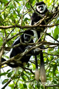 Black and White Colobus Monkey (Colobus guereza), Bigodi Wetland, near Kibale Rainforest, North Uganda, Africa