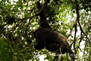 Chimpanzee (Pan Troglodytes), Kibale Rainforest, North Uganda, Africa