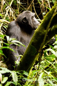 Chimpanzee (Pan Troglodytes), Kibale Rainforest, North Uganda, Africa