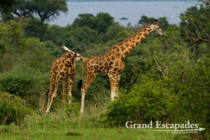 Rothschild Giraffe (Giraffa Camelopardalis Rothschildi), or Ugandan Giraffe, one of the most endangered Giraffes subspecies, Murchison National Park, North Uganda, Africa