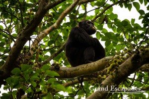 Chimpanzee (Pan Troglodytes), Budongo Forest, Murchison Falls National Park, North Uganda, Africa