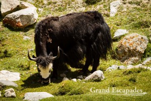 Yak (Bos Grunniens), Nubra valley, Ladakh, India