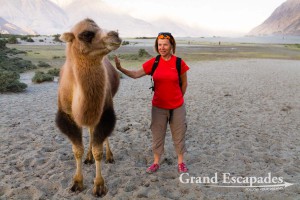 Bactrian camel (Camelus bactrianus), between Hundar and Diskit, Shyok Valley, Baltistan, Ladakh, India