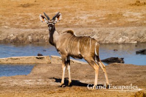 Kudu (Tragelaphus Strepsiceros), Nyamandhlovu Pan, Hwange National Park (Main Camp Area), Zimbabwe, Africa