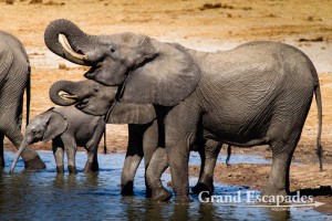 African Elephant (Loxodonta Africana), Nyamandhlovu Pan, Hwange National Park (Main Camp Area), Zimbabwe, Africa