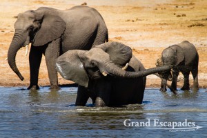 African Elephant (Loxodonta Africana), Nyamandhlovu Pan, Hwange National Park (Main Camp Area), Zimbabwe, Africa