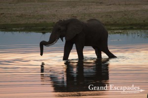 African Elephant (Loxodonta Africana), Mana Pools National Park, Zimbabwe, Africa