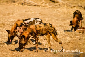 A group of 13 of the very rare Painted Dogs or African Wild Dogs (Lycaon Pictus) after an Impala (Aepyceros Melampus) Kill, Mana Pools National Park, Zimbabwe, Africa