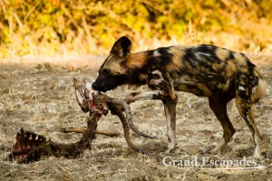 A group of 13 of the very rare Painted Dogs or African Wild Dogs (Lycaon Pictus) after an Impala (Aepyceros Melampus) Kill, Mana Pools National Park, Zimbabwe, Africa