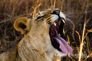 Lion (Panthera Leo) Antelope Park, near Gweru, Zimbabwe, Africa