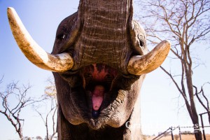 Training & Riding Elephants, Antelope Park, near Gweru, Zimbabwe, Africa