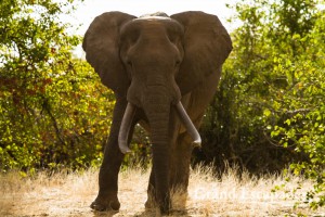 African Elephant (Loxodonta Africana), Gonarezhou National Park, Zimbabwe, Africa