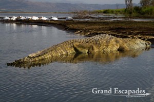 Nile Crocodile (Crocodylus niloticus) on Lake Chamo, near Arba Minch, Omo Valley, South Ethiopia