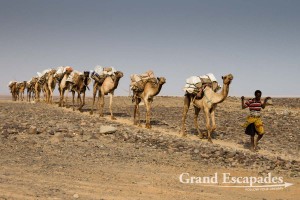 Camel caravan carrying salt from the mines in Dallol, Danakil Depression, Ethiopia