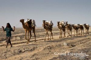 Camel caravan carrying salt from the mines in Dallol, Danakil Depression, Ethiopia, 