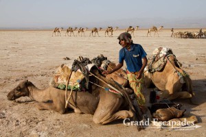 Uploading camels transporting water and food for the Afar workers in the salt mines of Dallol, Danakil Depression, Ethiopia