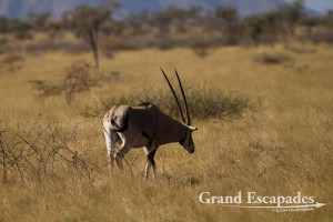 Soemmerring's Gazelle (Nanger soemmerringii; formerly Gazella soemmerringii), Awash National Park, Ethiopia