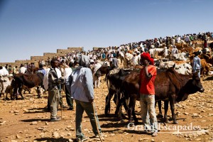 Cattle Market, Aksum, Ethiopia