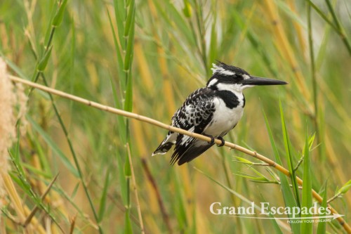 Pied Kingfisher (Ceryle Rudis) on the Shire River, Liwonde National Park