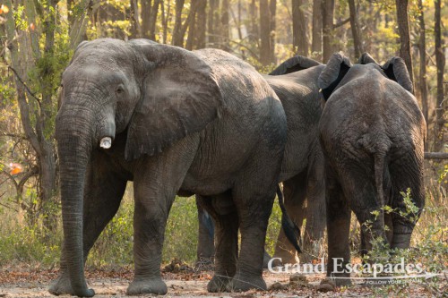 African Elephant (Loxodonta Africana), Liwonde National Park