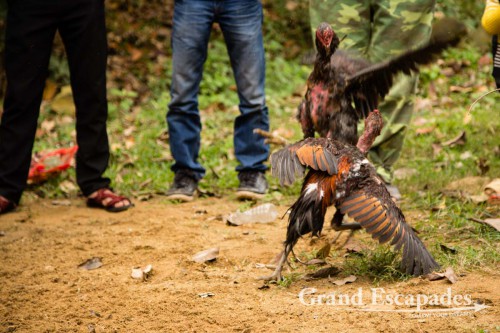 Rooster Fight, near Phong Nha, Phong Nha - Ke Bang National Park, Vietnam