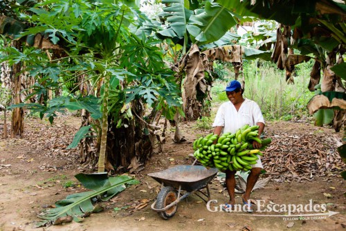 Jose, who manages the Tacoaral Lodge, harvesting bananas, Madidi National Park, Bolivia