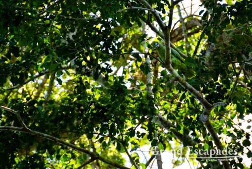 Military Parrot, Madidi National Park, Amazon Rain Forest, Rurrenabaque, Bolivia