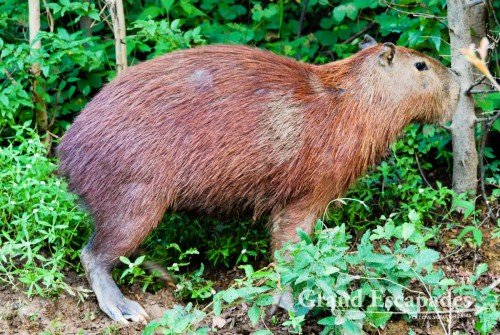 Capybara (Hydrochoerus Hydrochaeris), the largest rodent in the world - This one was more than one meter long! La Pampa, Rurrenabaque, Bolivia