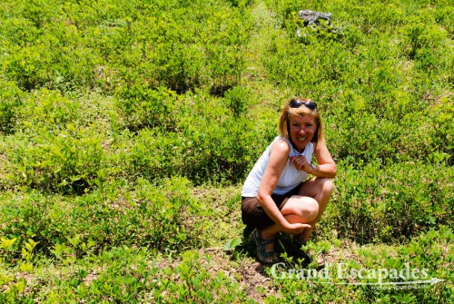 Heidi in the middle of a Coca plantation, Coroico, Bolivia