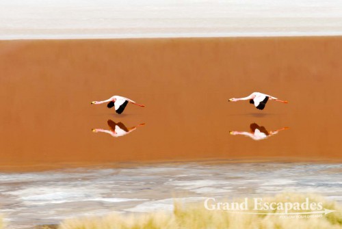 Andean Flamingos (Phoenicopterus Andinus), Laguna Colorada, South West Bolivia, South America