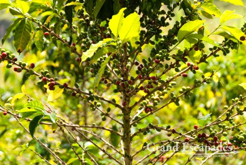 Coffee tree, San Agustin, Huila, Colombia, South America