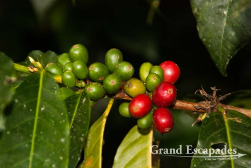 Coffee tree, San Agustin, Huila, Colombia, South America