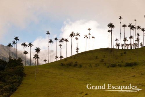 Wax palm trees (Copernicia alba), Valle de Cocora, Salento, Zona Cafetera, Quindio, Colombia, South America