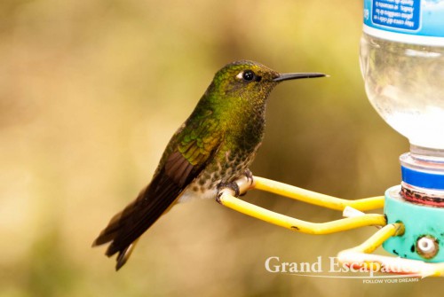 Hummingbird (Trochilidae), Acaime Reserve, Valle de Cocora, Salento, Zona Cafetera, Quindio, Colombia, South America