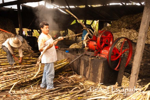 The freshly cut sugar cane is brought there by horses and then stuffed in the press - ?Trapiche?. The juice spills straight into a basin that is heated by burning the dried stalks left after the juice is extracted. The boiling juice is than scooped in other basins, in each the liquid is reduced until it is poured into molds