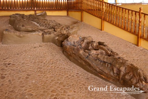 El Fosil is a must excursion from Villa de Leyva. Here, a 120 million year old baby ?Kronosaurus? fossil is on display, at the very place where it was found in 1977. Since its tail went missing, it is only 12 meters in seize, making it the world?s largest complete fossil of this pre-historic marine reptile