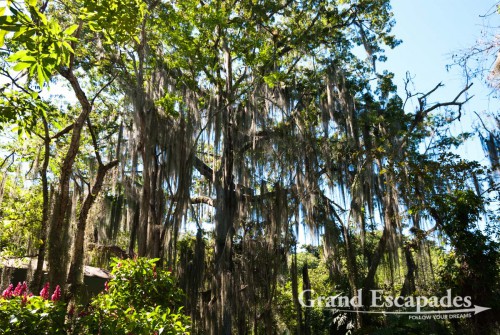 San Gil itself is nothing to rave about, except its Parque El Gallineral, with its huge Gallinero trees covered with moss, called old men?s beard