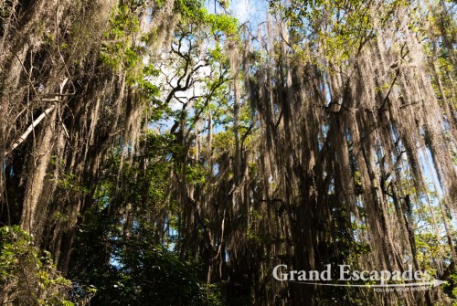 San Gil itself is nothing to rave about, except its Parque El Gallineral, with its huge Gallinero trees covered with moss, called old men?s beard