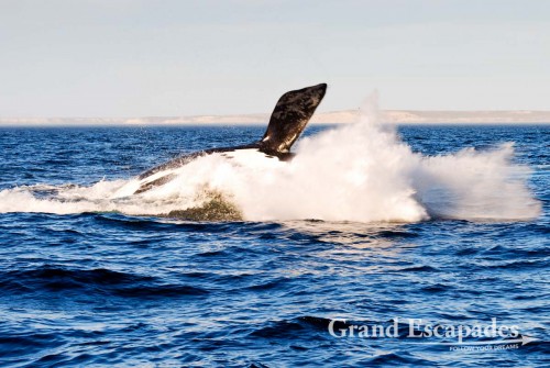 Southern Right Whale (Eubalaena australis) or Ballena Franca Austral, Peninsula Valdez National Park, Northern Patagonia, Argentina, South America