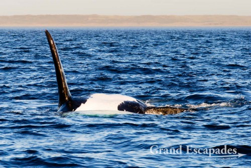 Southern Right Whale (Eubalaena australis) or Ballena Franca Austral, Peninsula Valdez National Park, Northern Patagonia, Argentina, South America