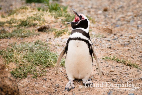 You also can spot a few Penguins near Caleta Valdes, at times singing (well, screaming ...), Peninsula Valdez, Argentina