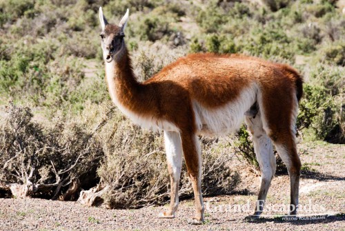 Lamas, Alpacas, Vicunas ... And Guanacos! We have seen them all! Peninsula Valdez, Argentina