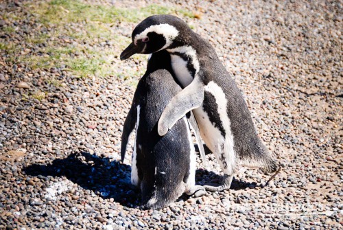 No idea what they are doing, but they seem to cuddle ... Magellanic Penguins (Spheniscus magellanicus), Punta Tombo, Peninsula Valdez, North Patagonia, Argentina, South America